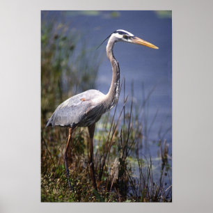 Great Blue Heron water bird Poster