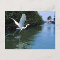 Great blue heron (white phase), Key Largo, Florida