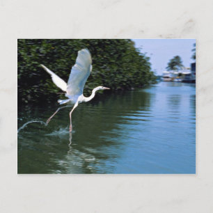 Great blue heron (white phase), Key Largo, Florida Postcard