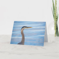 Great Blue Heron Wildlife Bird Photography Blank