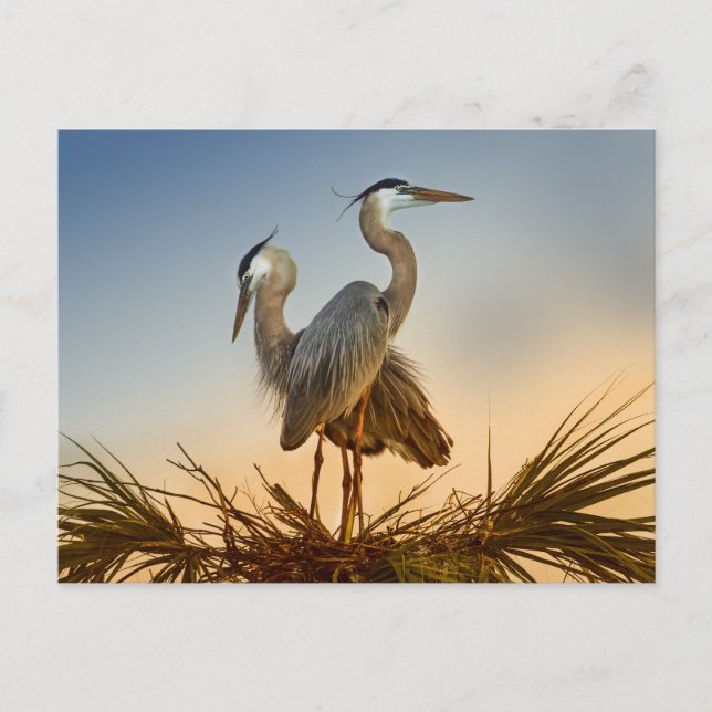 Great Blue Herons at Sunrise Postcard (Front)