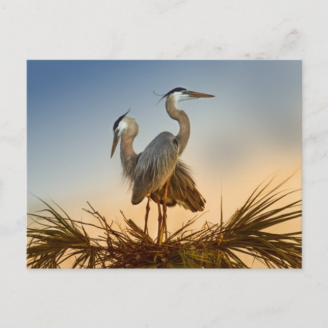 Great Blue Herons at Sunrise Postcard (Front)