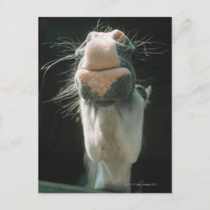 Great Britian Postcard