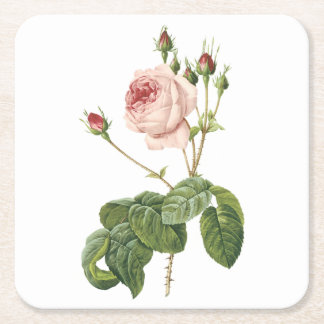 great cabbage-leaved rose by Redouté Square Paper Coaster