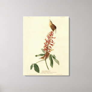 Great Carolina Wren - Audubon's Birds of America Canvas Print