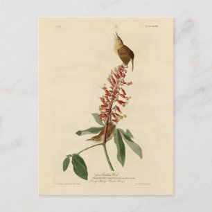 Great Carolina Wren - Audubon's Birds of America Postcard