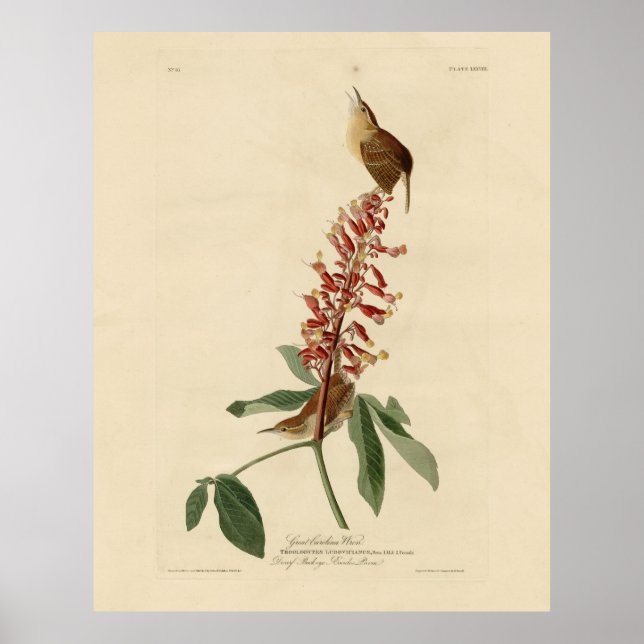 Great Carolina Wren - Audubon's Birds of America Poster (Front)