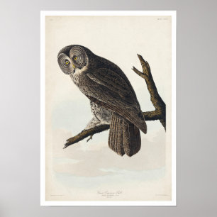 Great Cinereous Owl by Audubon Poster