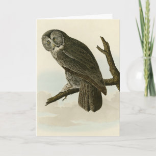 Great Cinereous Owl from Audubon Birds of America Card