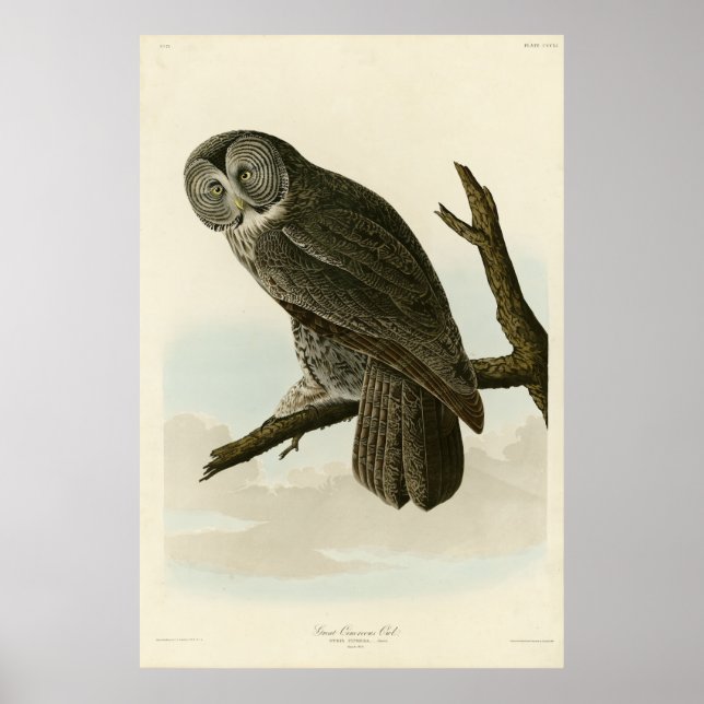 Great Cinereous Owl from Audubon Birds of America Poster (Front)