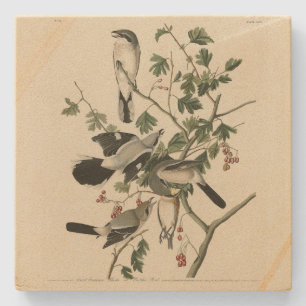 Great Cinereous Shrike - Audubon Birds of America Stone Coaster