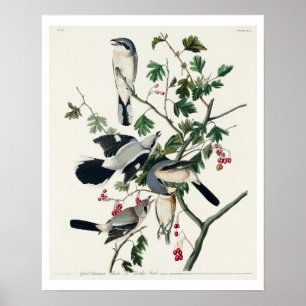 Great cinereous Shrike, or Butcher Bird by Audubon Poster