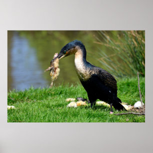 Great Cormorant eating chick Poster