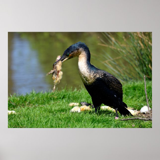 Great Cormorant eating chick Poster (Front)