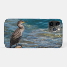 Great Cormorant On The Rocks