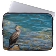 Great Cormorant On The Rocks