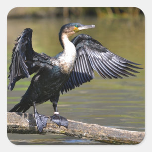 Great Cormorant with opened wings Square Sticker