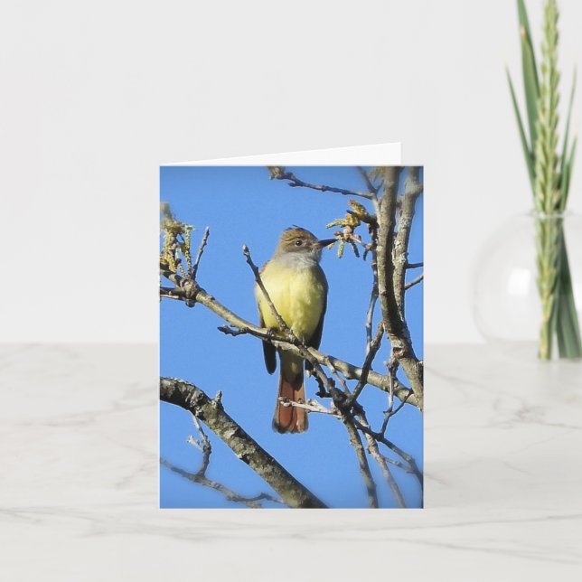 Great Crested Flycatcher blank inside Card (Front)