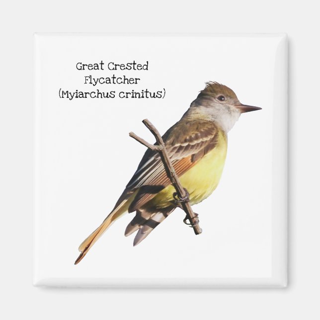 Great Crested Flycatcher Magnet (Front)