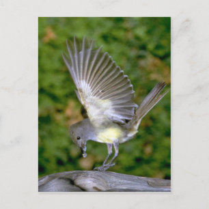 Great-crested Flycatcher Postcard