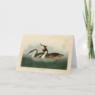 Great Crested Grebe - Audubon's Birds of America Card