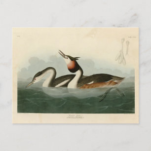 Great Crested Grebe - Audubon's Birds of America Postcard