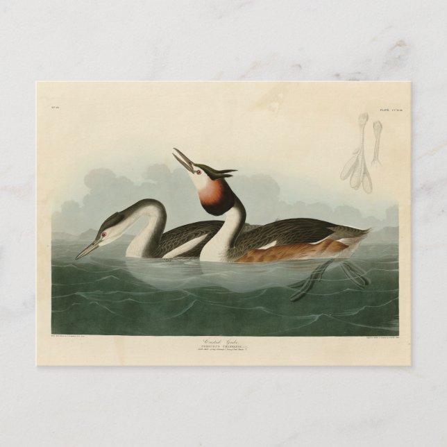 Great Crested Grebe - Audubon's Birds of America Postcard (Front)