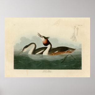 Great Crested Grebe - Audubon's Birds of America Poster