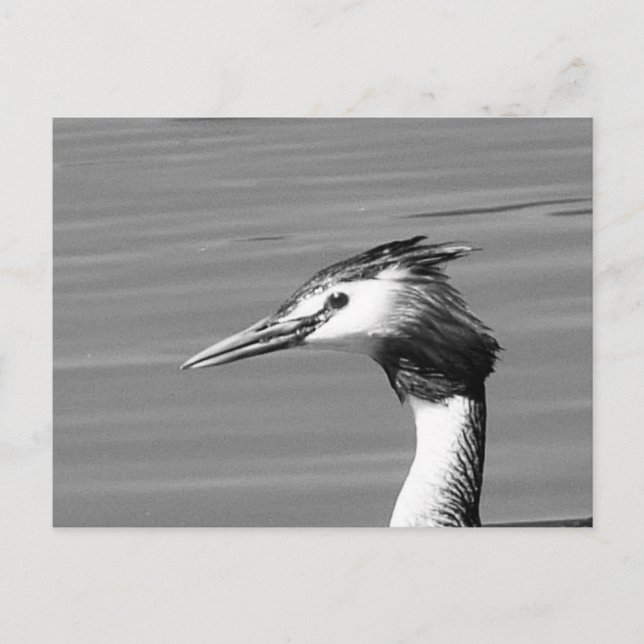 Great Crested Grebe Postcard (Front)