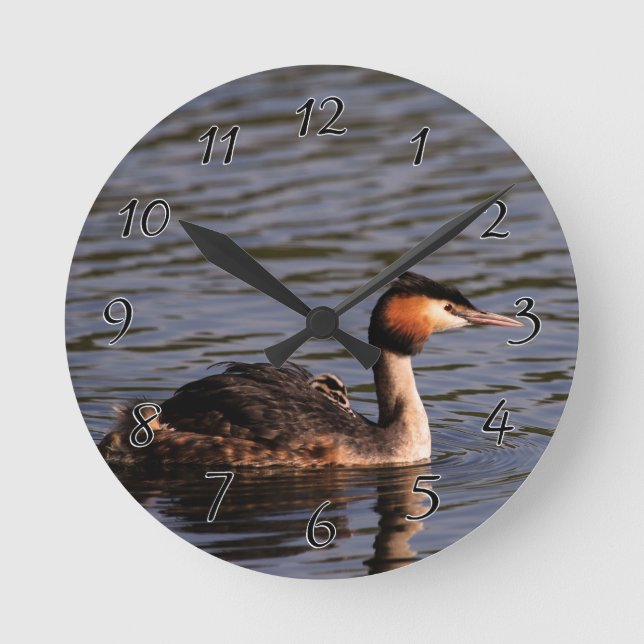 Great crested grebe with chick on back round clock (Front)