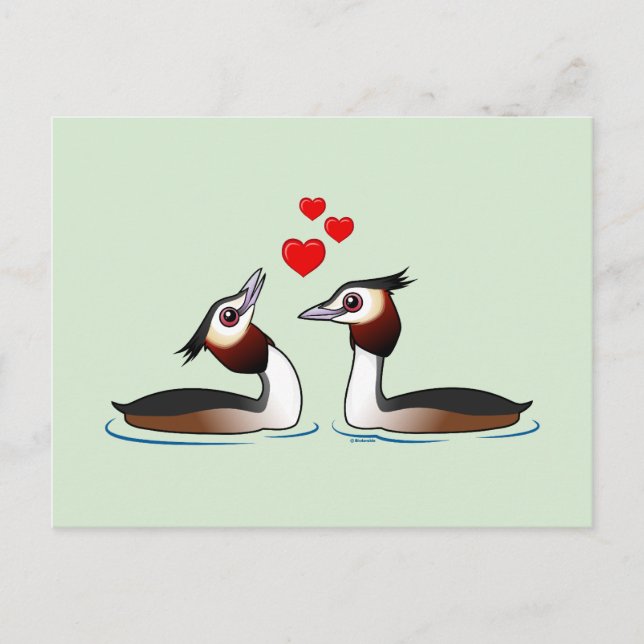 Great Crested Grebes in Love Postcard (Front)
