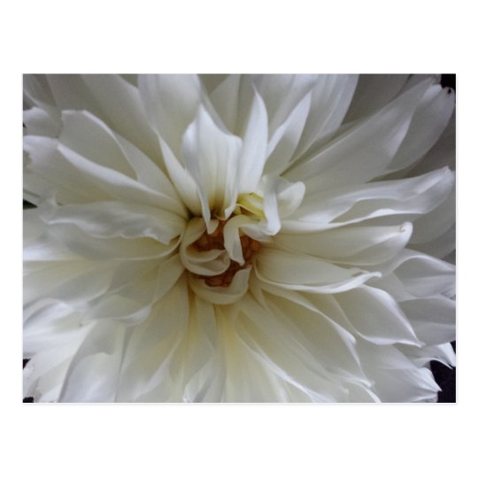 Great Dahlia 1 - educatedbrainfart Postcard