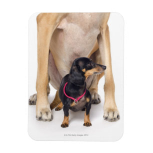 Great Dane and Dachshund portrait Magnet