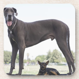 Great dane and small mixed-breed dog coaster