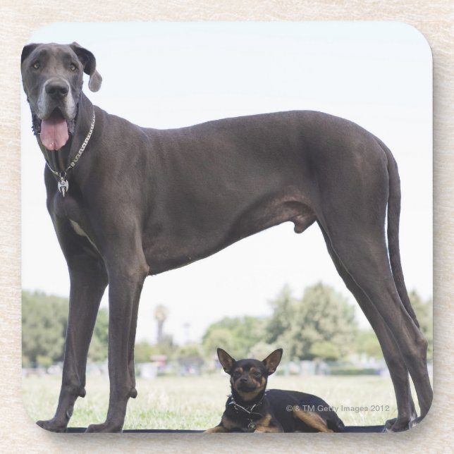 Great dane and small mixed-breed dog coaster (Front)