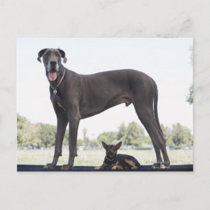 Great dane and small mixed-breed dog postcard