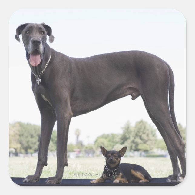 Great dane and small mixed-breed dog square sticker (Front)