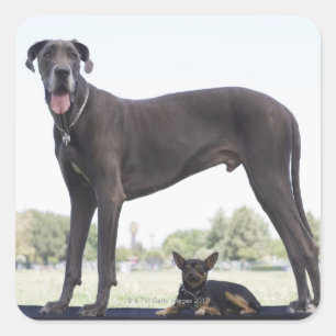 Great dane and small mixed-breed dog square sticker