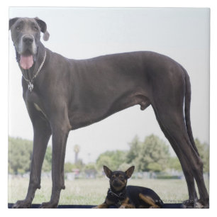 Great dane and small mixed-breed dog tile