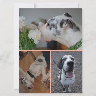 Great Dane Birthday Invitation with 3 Photos