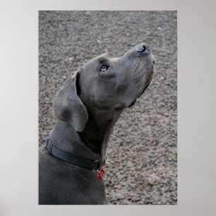 Great Dane blue Poster