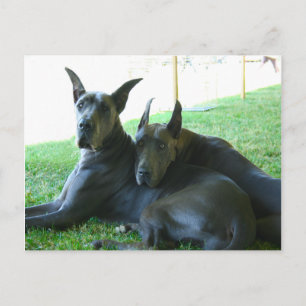 Great Dane Buddies Postcard