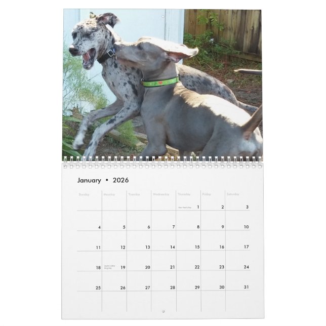 Great Dane Calendar "relaxing around the house" (Jan 2026)