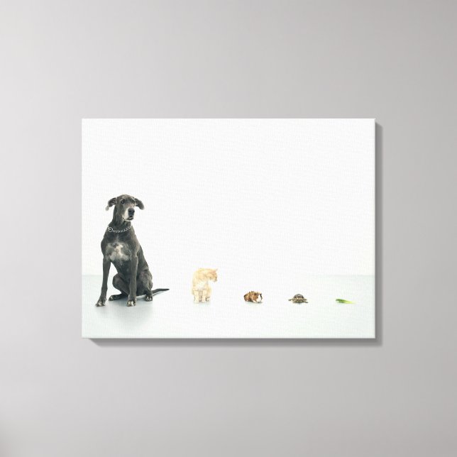 Great Dane, cat, guinea pig, tortoise and slug Canvas Print (Front)