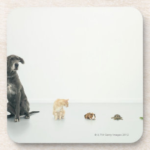 Great Dane, cat, guinea pig, tortoise and slug Coaster