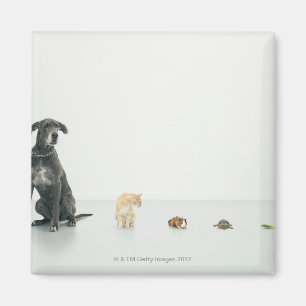 Great Dane, cat, guinea pig, tortoise and slug Magnet