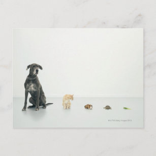 Great Dane, cat, guinea pig, tortoise and slug Postcard