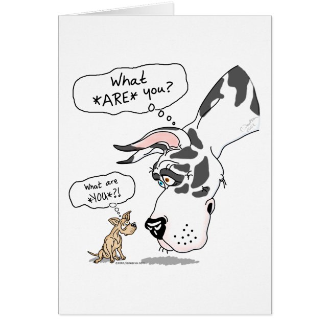 Great Dane & Chihuahua Harlequin (Front)