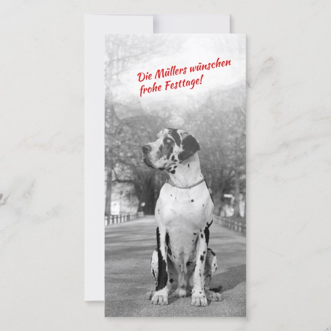 Great Dane Christmas foto cards (Front)