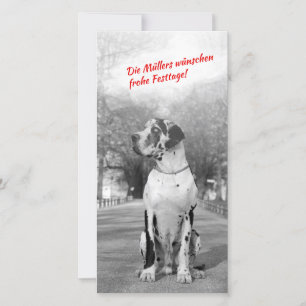 Great Dane Christmas foto cards